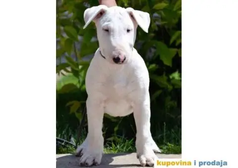 SUGAR SKULL odgaivacnica bull terrijera - 4/9