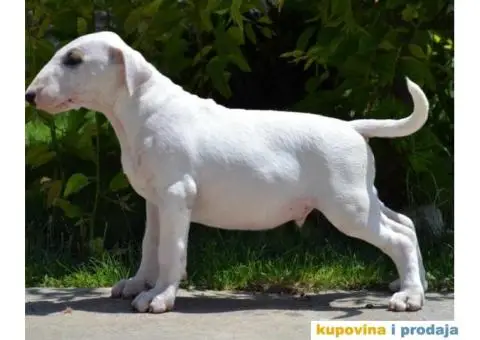 SUGAR SKULL odgaivacnica bull terrijera - 5/9