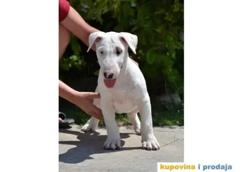 SUGAR SKULL odgaivacnica bull terrijera - 6/9