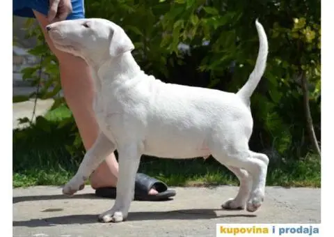 SUGAR SKULL odgaivacnica bull terrijera - 7/9