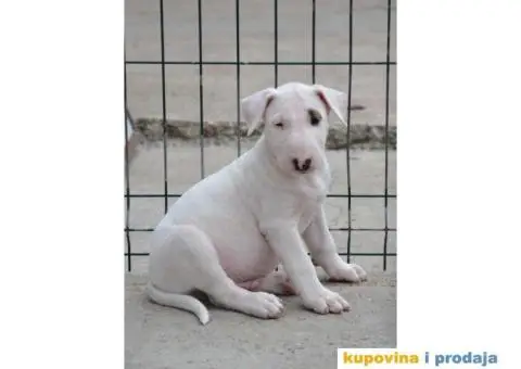 SUGAR SKULL odgaivacnica bull terrijera - 8/9