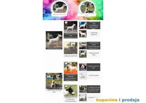 SUGAR SKULL odgaivacnica bull terrijera - 9/9