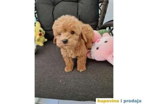 Toy pudle, stenci sa slika spremni za preuzimanje - 1/5