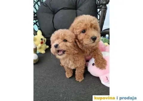 Toy pudle, stenci sa slika spremni za preuzimanje - 2/5