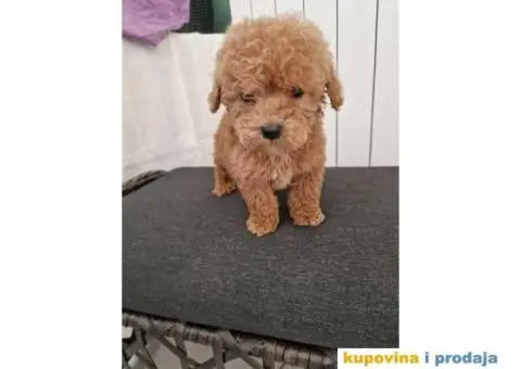 Toy pudle, stenci sa slika spremni za preuzimanje - 3/5