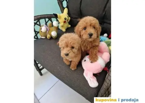 Toy pudle, stenci sa slika spremni za preuzimanje - 4/5