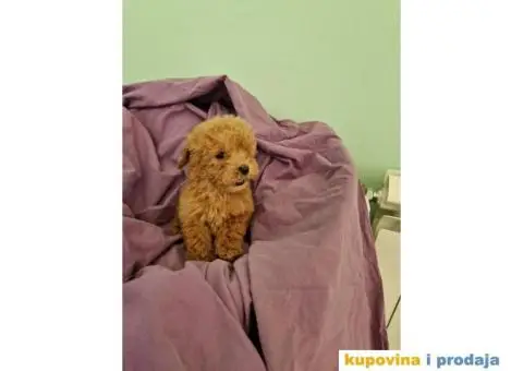 Toy pudle, stenci sa slika spremni za preuzimanje - 5/5