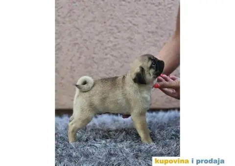 Mops PRELEPI štenci - 3/5