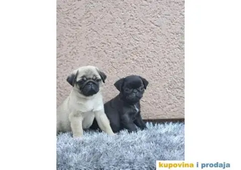 Mops PRELEPI štenci - 5/5