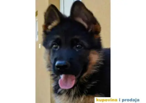 Štenci Nemačkog ovčara kvalitetnih krvnih linija - 1/12