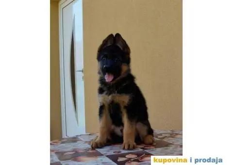 Štenci Nemačkog ovčara kvalitetnih krvnih linija - 2/12