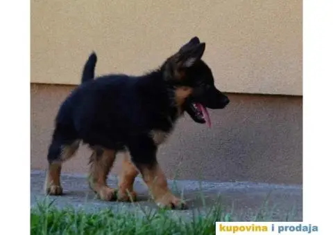Štenci Nemačkog ovčara kvalitetnih krvnih linija - 3/12