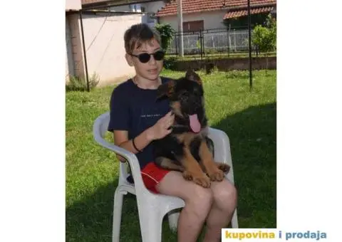 Štenci Nemačkog ovčara kvalitetnih krvnih linija - 4/12