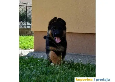 Štenci Nemačkog ovčara kvalitetnih krvnih linija - 5/12