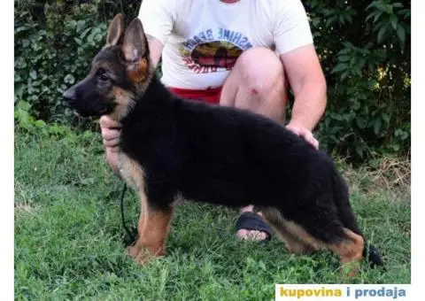 Štenci Nemačkog ovčara kvalitetnih krvnih linija - 6/12