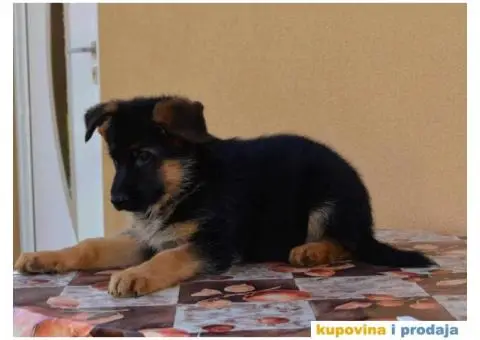 Štenci Nemačkog ovčara kvalitetnih krvnih linija - 7/12