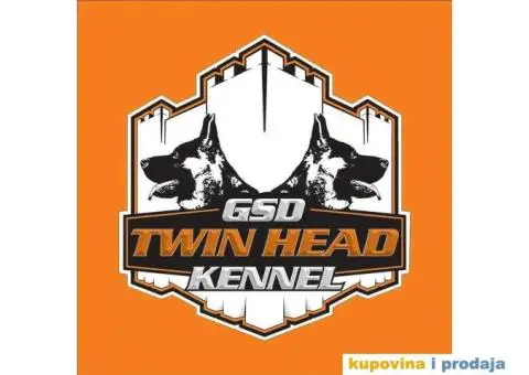 Štenci Nemačkog ovčara kvalitetnih krvnih linija - 8/12