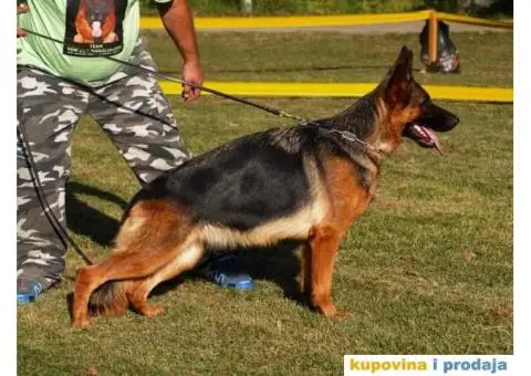 Štenci Nemačkog ovčara kvalitetnih krvnih linija - 9/12