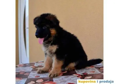 Štenci Nemačkog ovčara kvalitetnih krvnih linija - 10/12