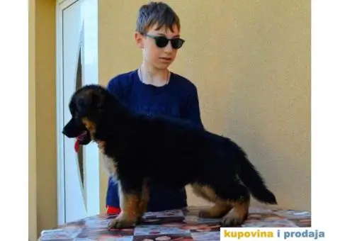 Štenci Nemačkog ovčara kvalitetnih krvnih linija - 11/12