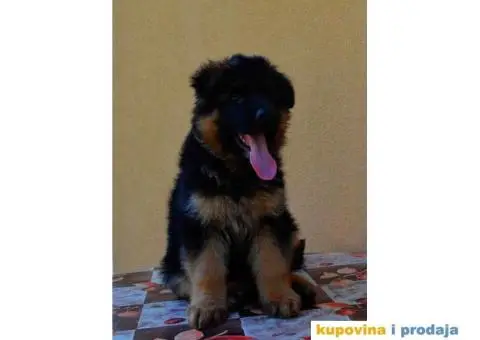 Štenci Nemačkog ovčara kvalitetnih krvnih linija - 12/12