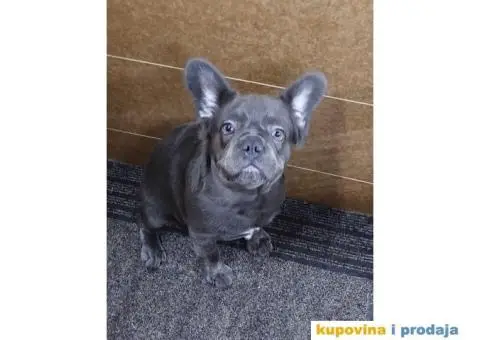 Francuski buldog fluffy povoljno