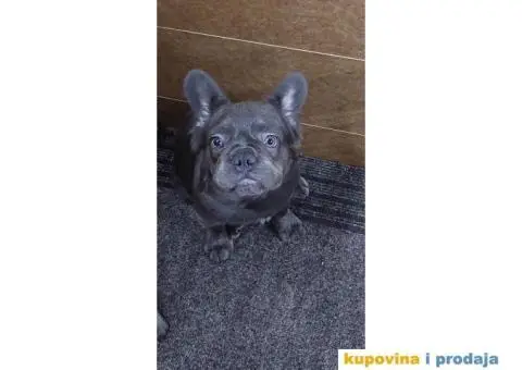 Francuski buldog fluffy povoljno - 2/2