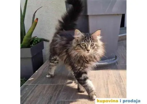 NORVEŠKE šumske mačke - 1/4