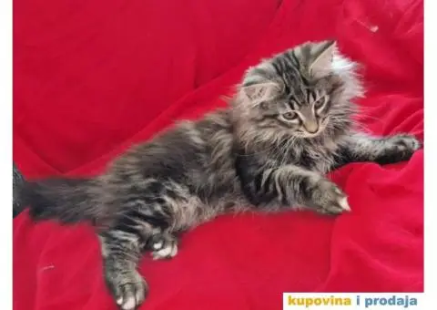 NORVEŠKE šumske mačke - 2/4