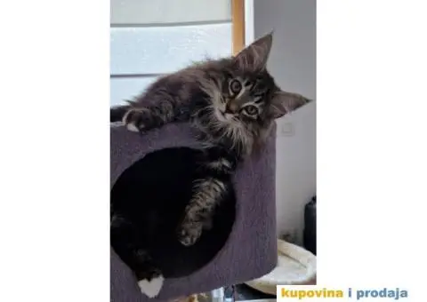 NORVEŠKE šumske mačke - 3/4