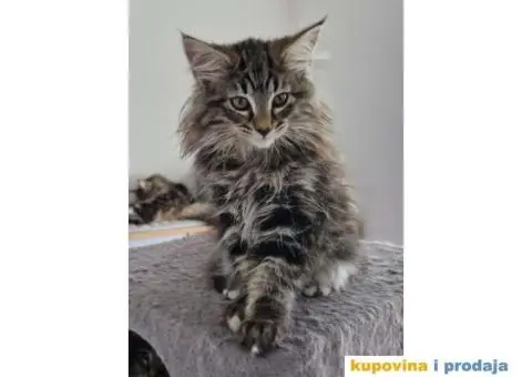 NORVEŠKE šumske mačke - 4/4