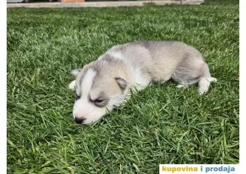 Sibirski Haski PRELEPI štenci - 2/11