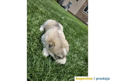 Sibirski Haski PRELEPI štenci - 3/11