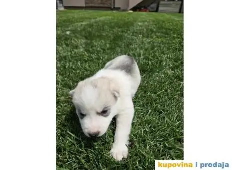 Sibirski Haski PRELEPI štenci - 4/11