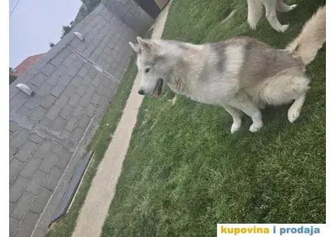 Sibirski Haski PRELEPI štenci - 9/11