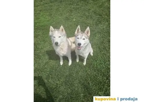 Sibirski Haski PRELEPI štenci - 11/11