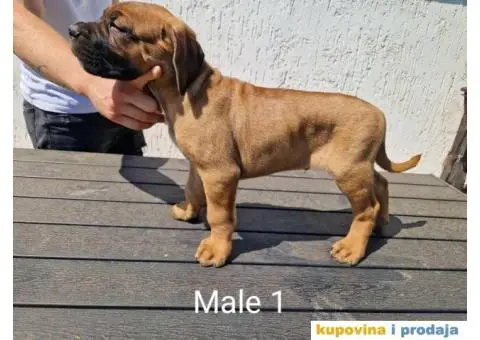 Cane Corso TOP štenci - 1/14