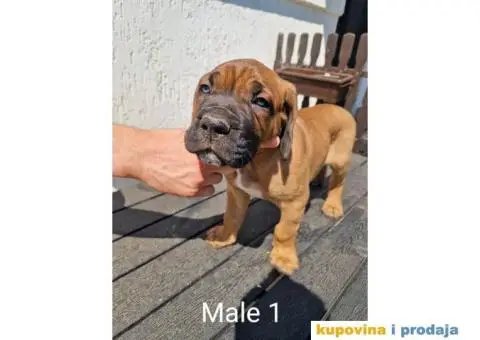 Cane Corso TOP štenci - 2/14