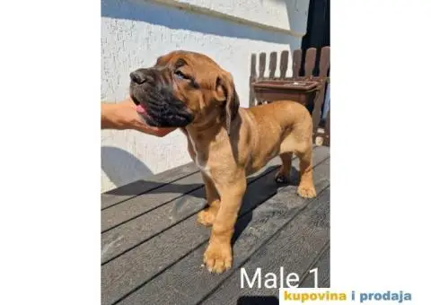 Cane Corso TOP štenci - 3/14