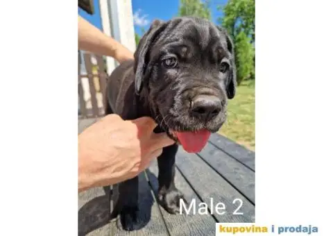 Cane Corso TOP štenci - 4/14