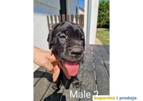 Cane Corso TOP štenci - 5/14