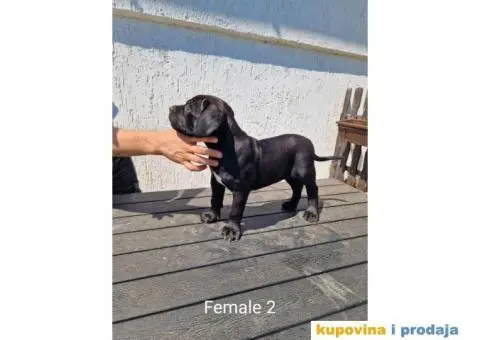 Cane Corso TOP štenci - 6/14