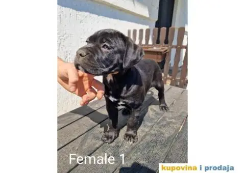 Cane Corso TOP štenci - 7/14