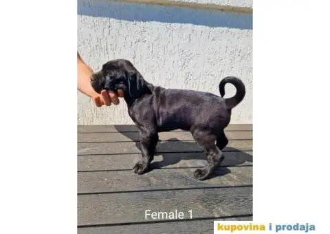 Cane Corso TOP štenci - 8/14
