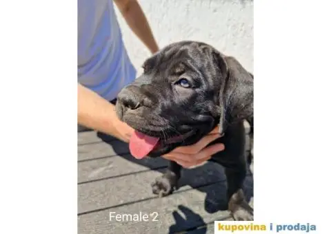 Cane Corso TOP štenci - 9/14