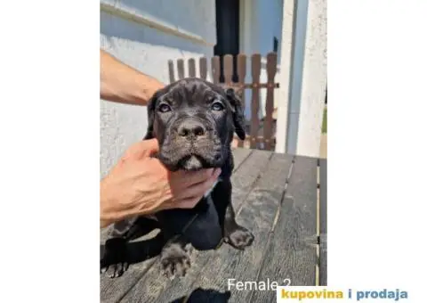 Cane Corso TOP štenci - 10/14