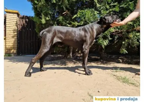Cane Corso TOP štenci - 11/14