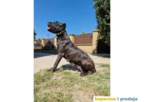 Cane Corso TOP štenci - 12/14