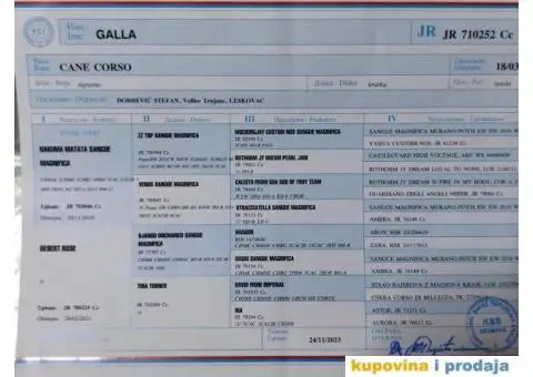 Cane Corso TOP štenci - 13/14