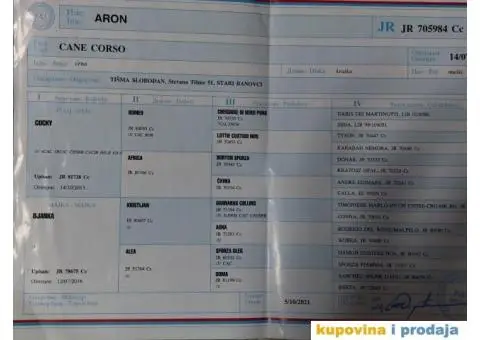 Cane Corso TOP štenci - 14/14